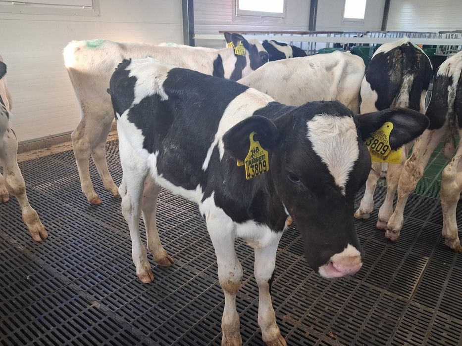 byczki cielęta cielaki startery