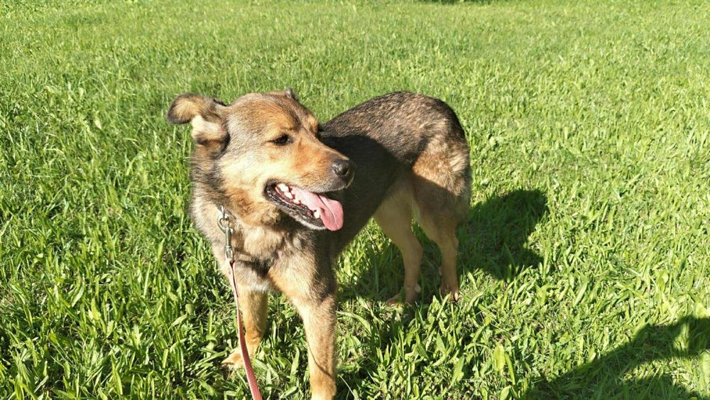 Biedna sunia ,prosi o dom.