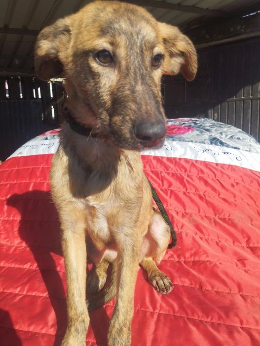 Xana para adoção muito responsável