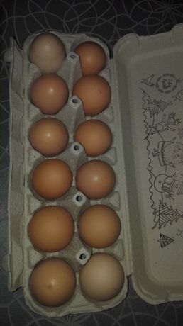 ovos-caseiros-frescos-ar-livre-solo