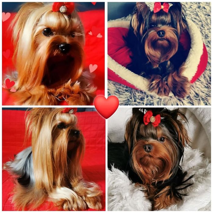 Yorkshire terrier