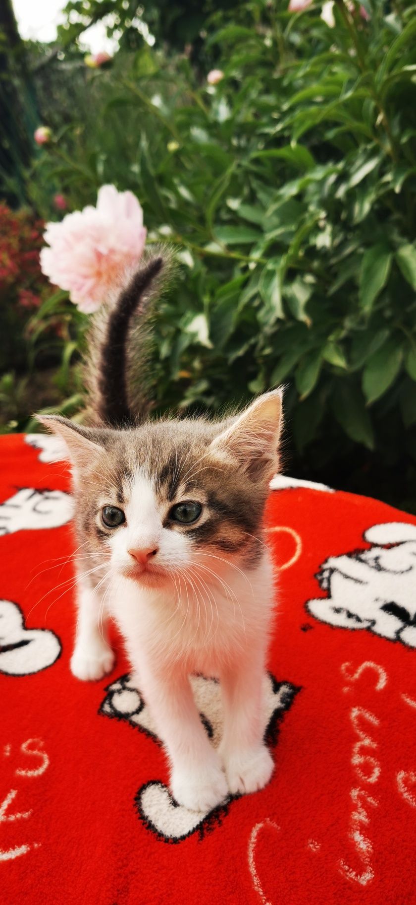Кошенята шукають дім