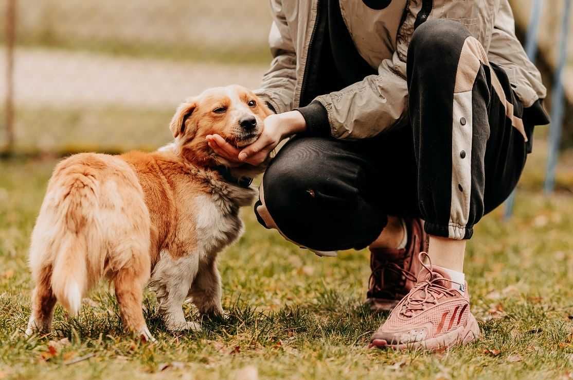 Aktywny, młody Fergus poleca się do adopcji!!!