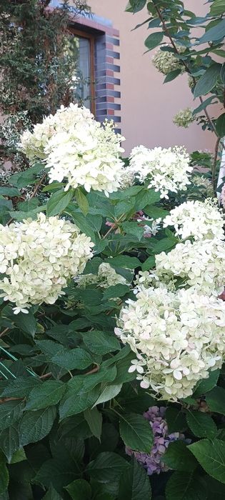 Гортензія волотиста різні сорти