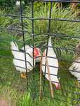 Kogut młody leghorn