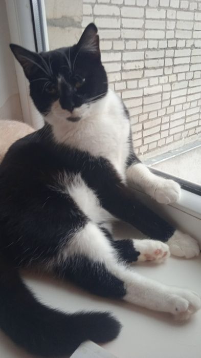 Киця стерилізована