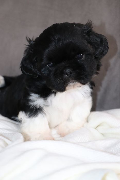 Przepiękny piesek shih tzu czarno biały! Gen BLUE!