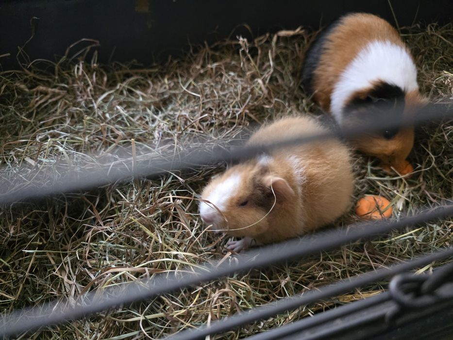 Świnka morska cavia
