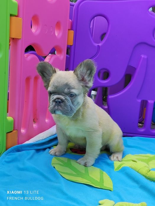 Дівчинка Флаффі пушиста.