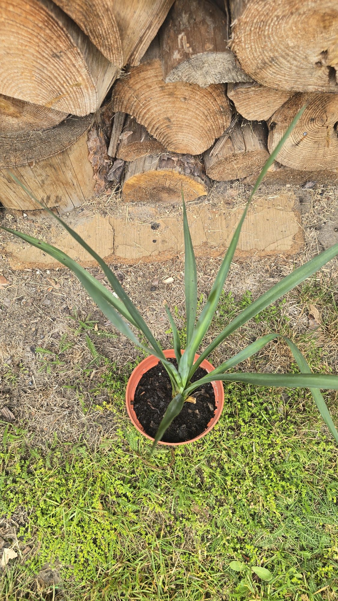 Juka yucca gloriosa