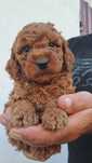 Suczka Red Brown Cockapoo F1B