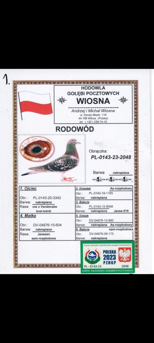 Gołębie Pocztowe A i M Wiosna Orginały z Rodowodem