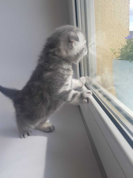 Присмотр за котиком на время вашего отсутствия