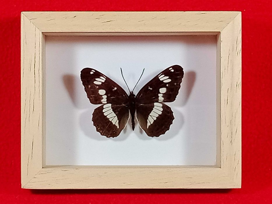 Motyl w ramce 10x8 cm Pokłonnik kamilla - Limenitis camilla
