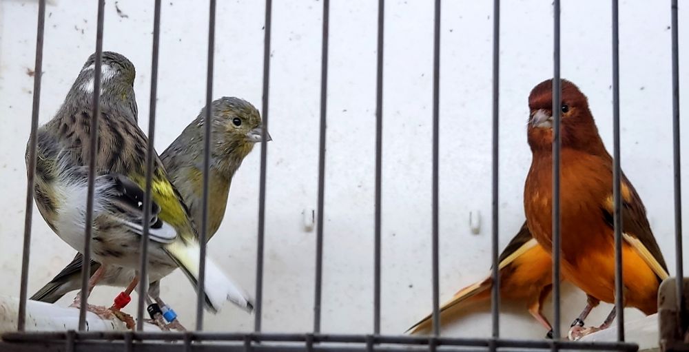 # Casais canários 2025 #