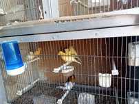 Vendo canarios/às a preço low cost