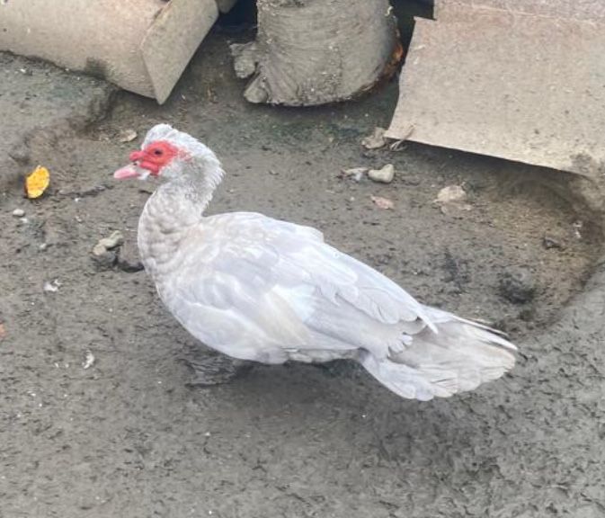 Індо-качка(шипуни)