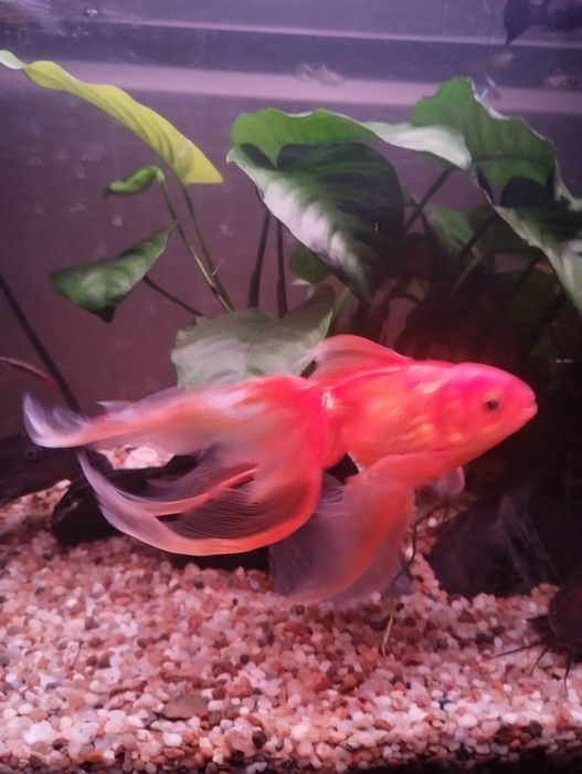 Piękny welonek (złota rybka )