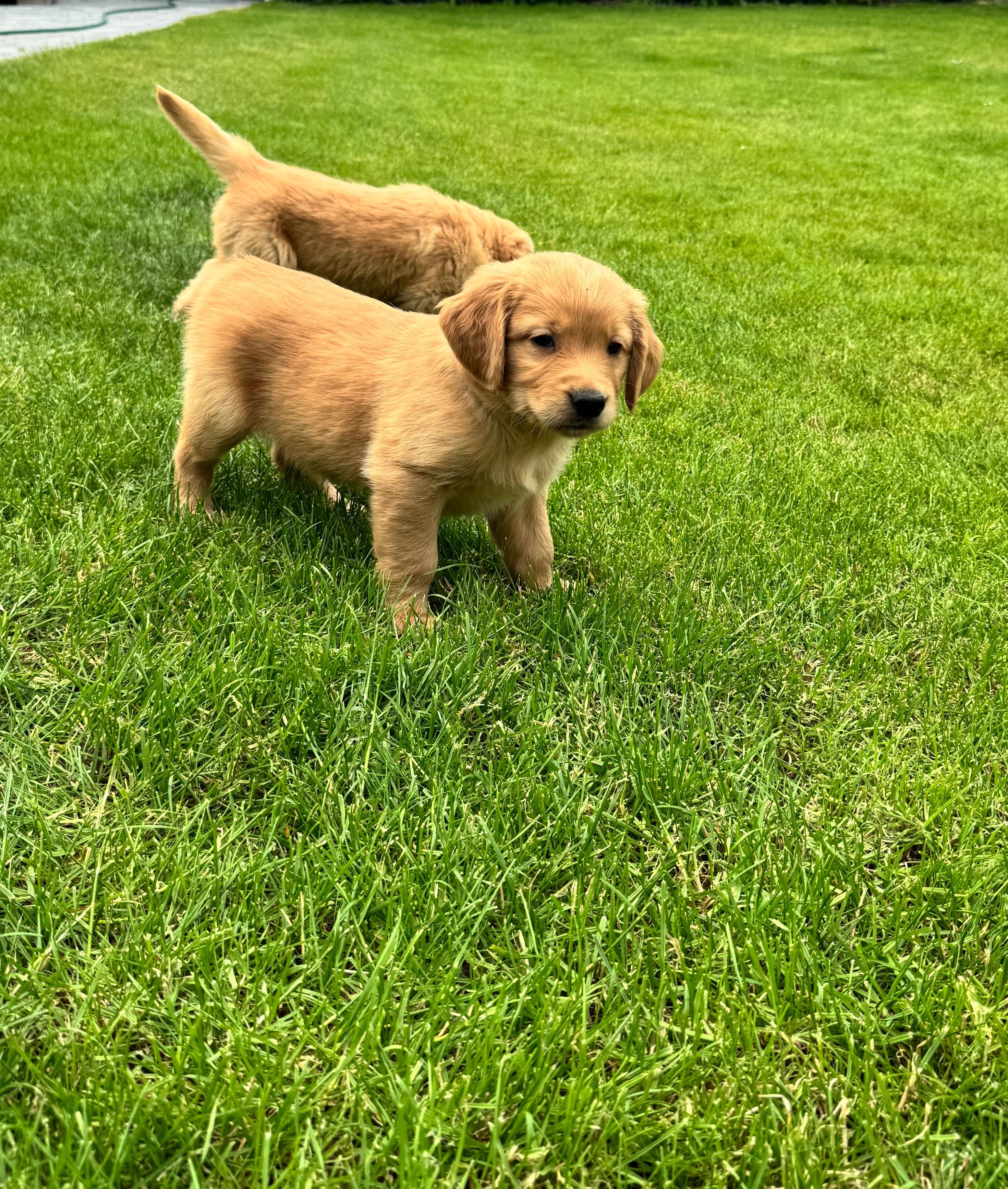 Golden retriever