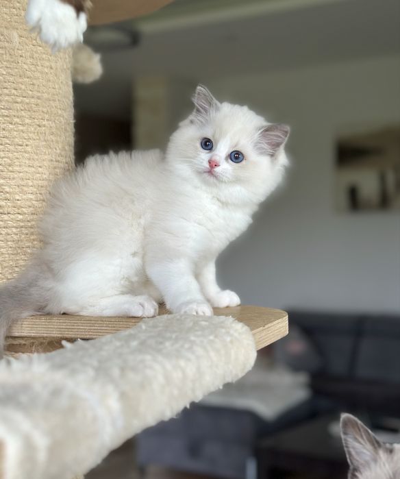 Piękna kotka ragdoll rodowód FPL