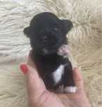Piesek Yorkshire terrier czarny