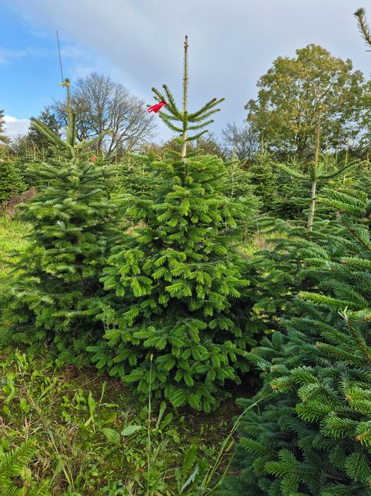 Jodła Kaukaska z plantacji cięta lub w donicy - tuchoinki.pl PLANTACJE