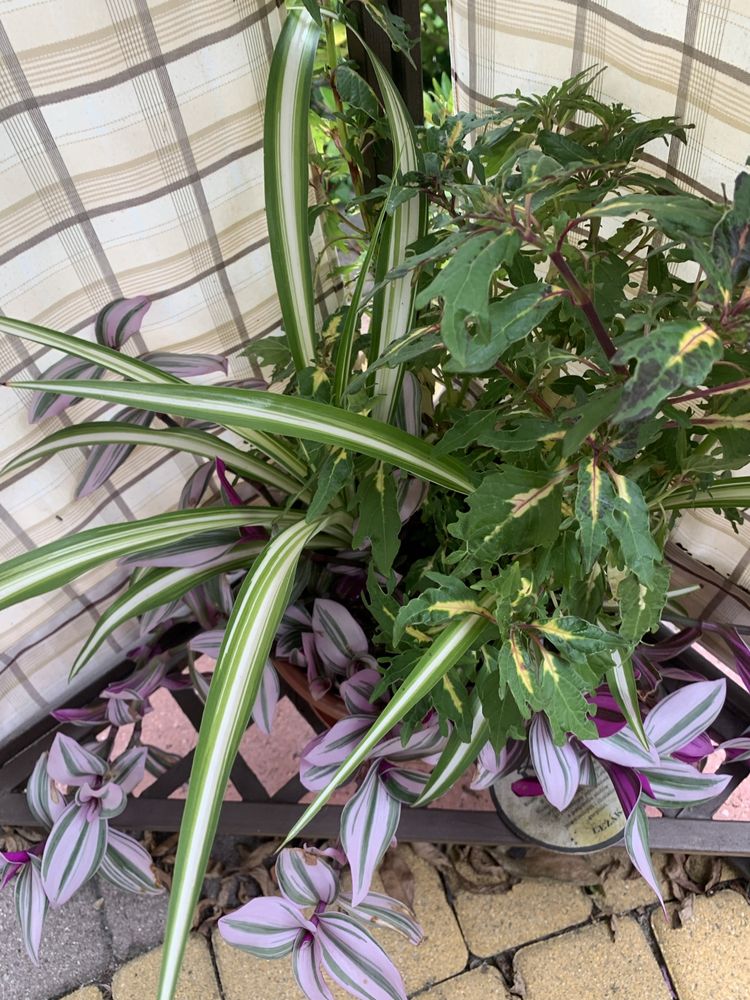 Tradescantia Nanouk szczepka