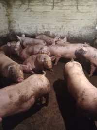 Продам свиней живою вагою петрен