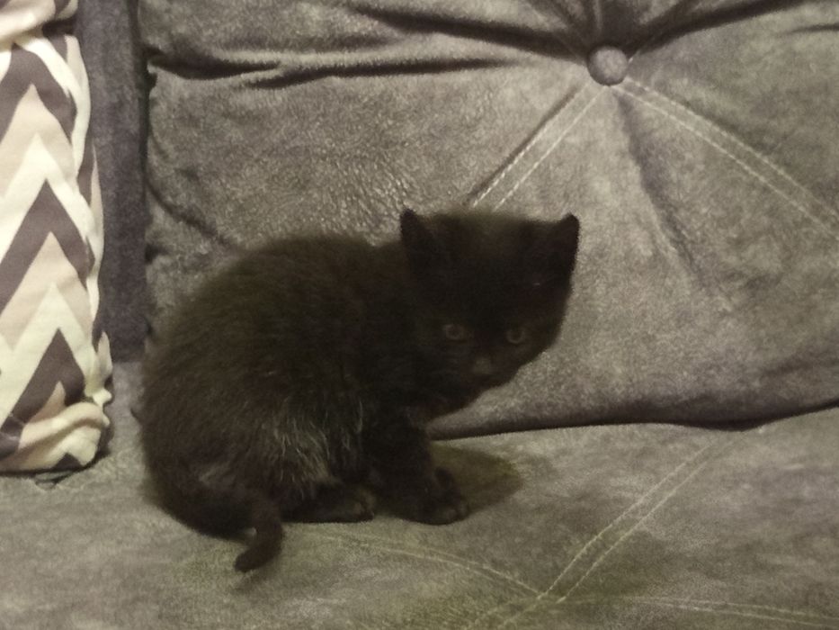Кішечка  шукає люблячу родину
