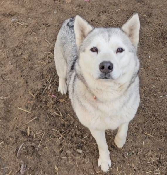 Lisa w typie Husky szuka swojego człowieka