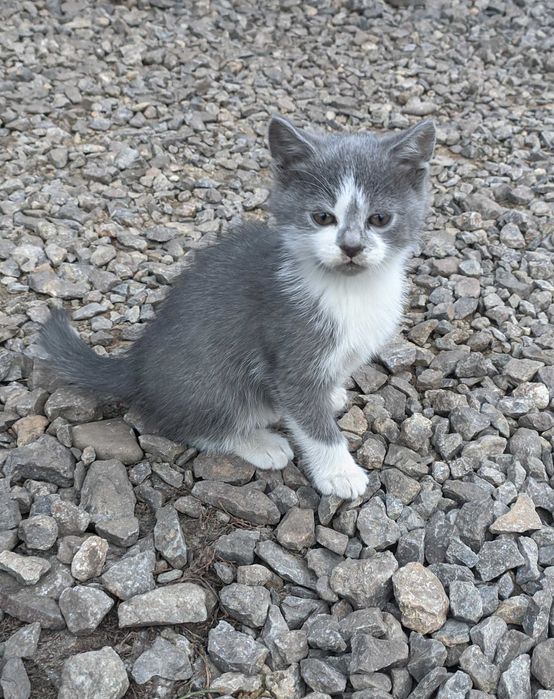 Кошенята, котики, цікава суміш британця, два місяці