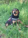 MURA - Około 10 miesiecy sucka do adopcji, przyjazna