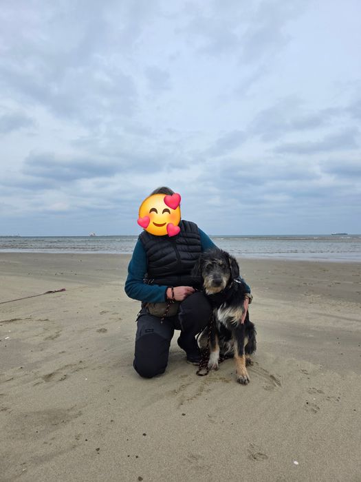 Czy bedzie musiał trafić do schroniska? 3 dom go porzucił