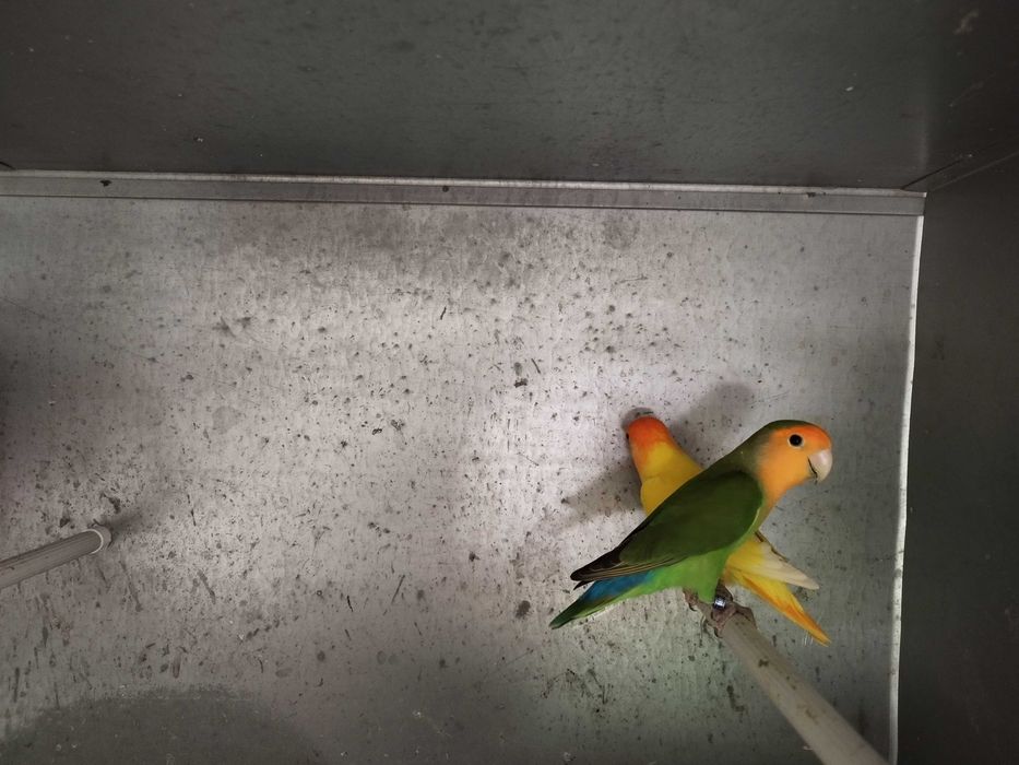 Agapornis Roseicollis Casais adultos reprodutores