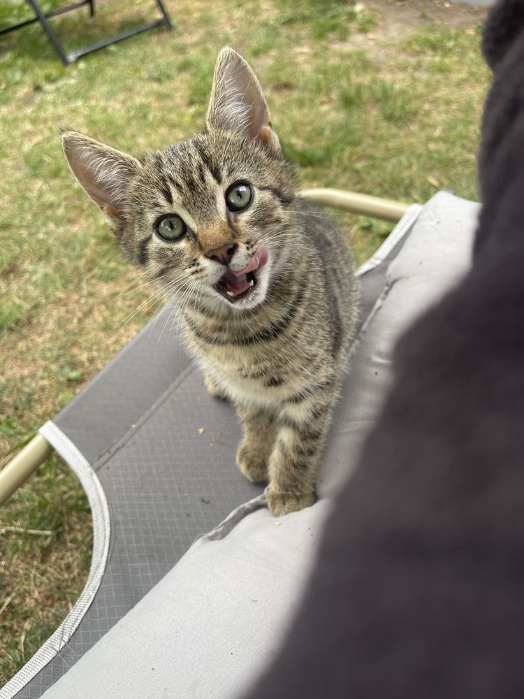 Kocięta oddam do adopcji