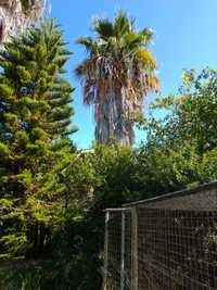 Duas palmeiras  gigantes para venda