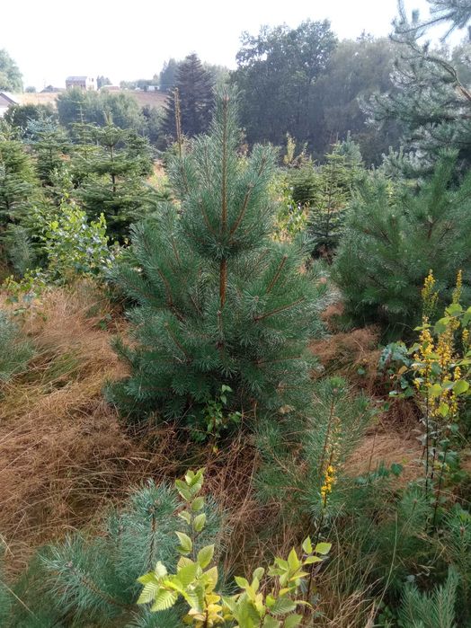 Brzoza brodawkowata,grab,buk, lipa, klon,topola,olcha,tuje,sosna,dowoz