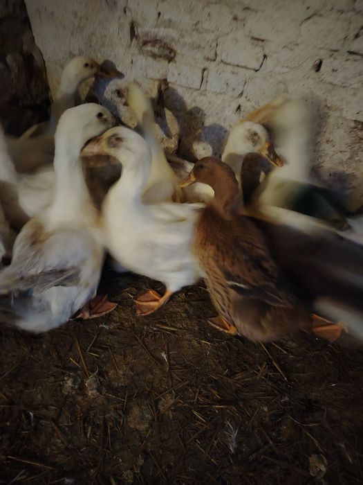 Sprzedam kaczki pekin