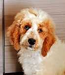 Pies bernedoodle oddam