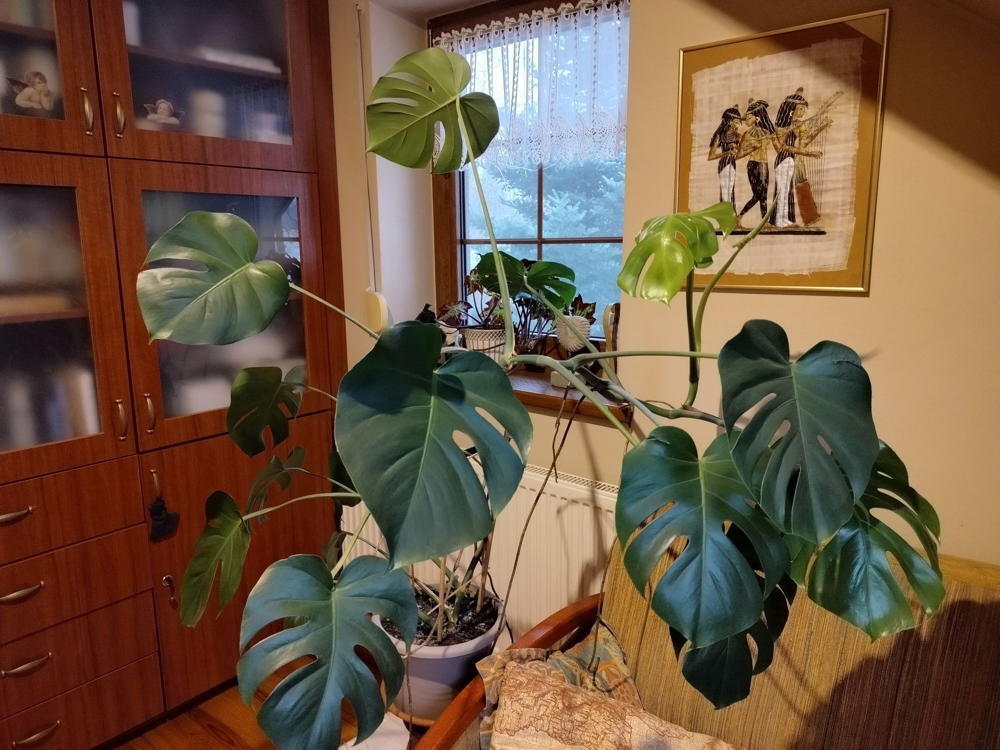 Monstera duża, w donicy