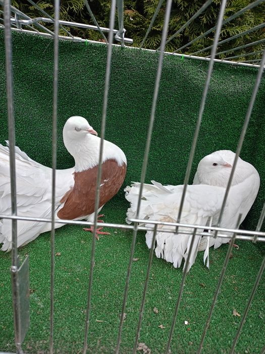 Gołębie pawiki samce