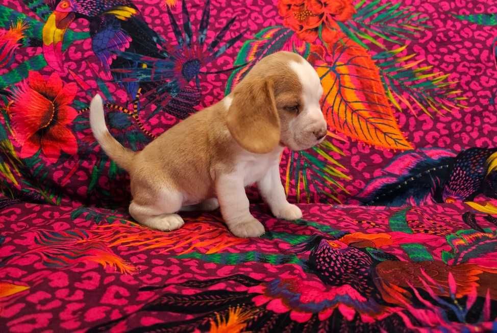 BEAGLE-unikatowy kolor -hare pied-suczka