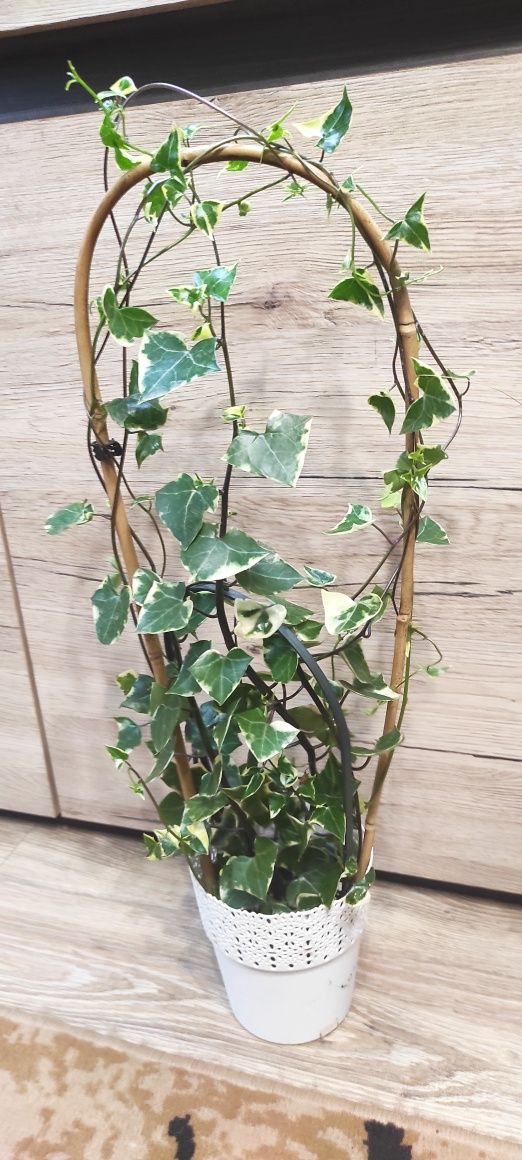 Senecio macroglossus variegata