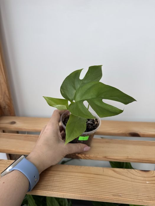 Монстера Мініма, Рафідофора, Monstera Minima, Rhaphidophora