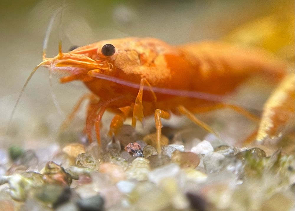 Krewetki neocardina orange pomarańczowe