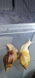 Ślimak afrykański lissachatina fulica