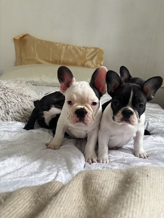 Buldog francuski z rodowodem suczka gotowa do odbioru
