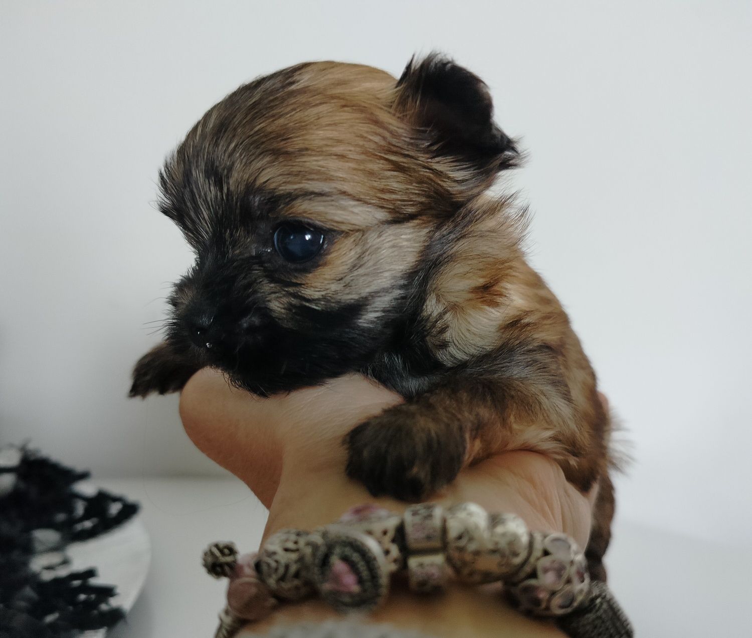 Yorkshire Terrier, Ocean Pearl, suczka XS, Tussi