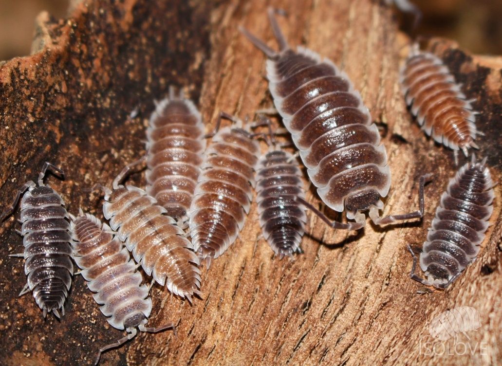 Porcellio hoffmannseggii, jedne z największych równonogów lądowych