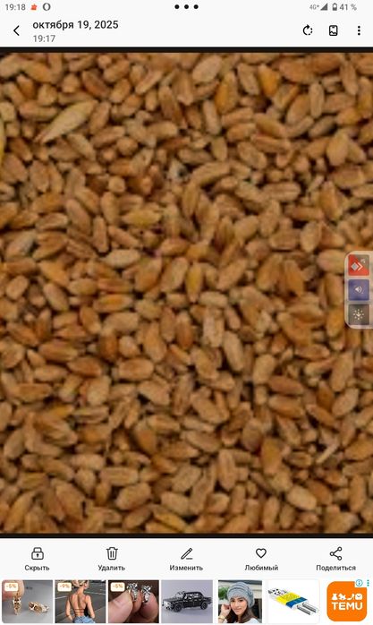 Зерно пшеница ячмень кукуруза , Бесплатная Доставка